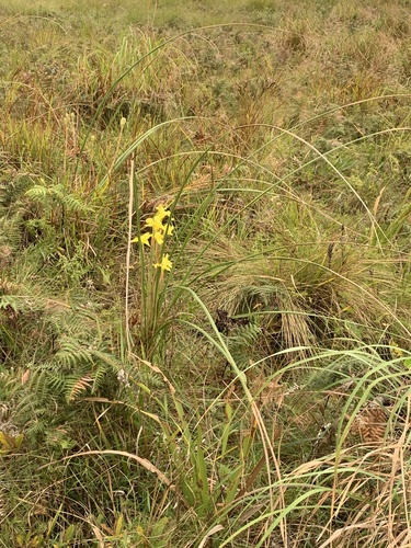 Large Yellow Moraea