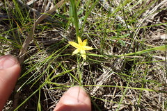 Hypoxis sessilis