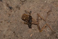 Boana maculateralis