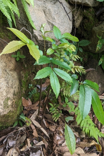 Meliosma rhoifolia, photograph 1