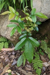 Meliosma rhoifolia, photograph (c) 許文俊, some rights reserved (CC BY-SA)