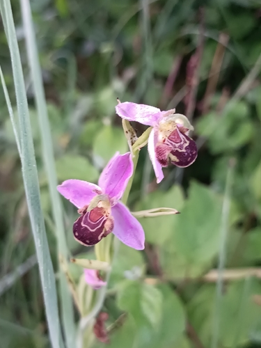Bee Orchid
