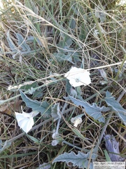 Convolvulus hermanniae