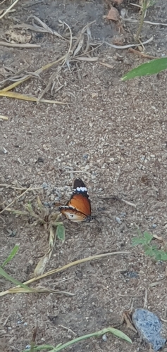 Plain Tiger Butterfly