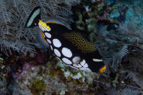 Clown Triggerfish — seen at this dive site
