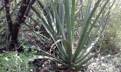 Furcraea macdougallii