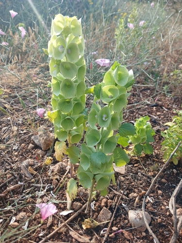 Moluccella laevis