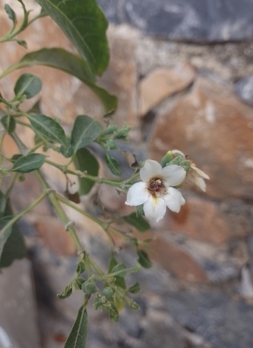Bravaisia integerrima observed 2026-05-11