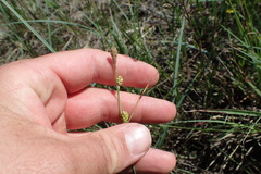 Carex meadii