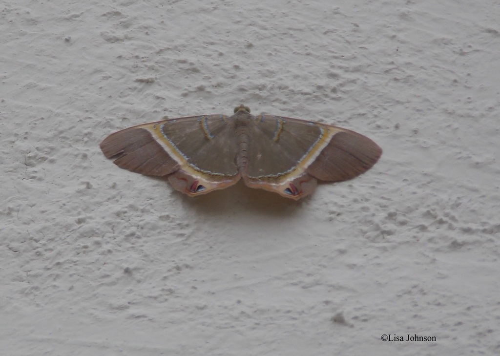 Phrygionis bicornis