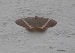 Phrygionis auriferaria