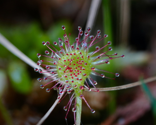 round-leaved sundew