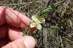 Oenothera spachiana