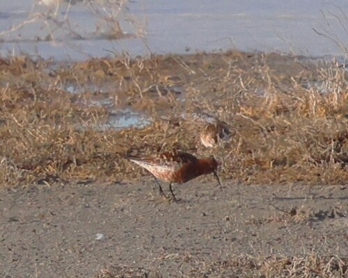 iNaturalist image