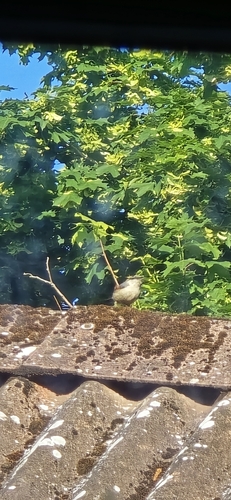 Eurasian Nuthatch
