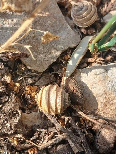 Medicago scutellata, photograph 1