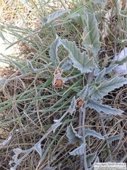 Convolvulus hermanniae