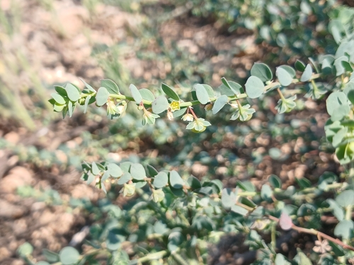 Andrachne telephioides