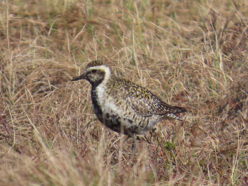 iNaturalist: (c) ccomeau, some rights reserved (CC BY-NC) iNaturalist image
