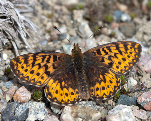 Freija Fritillary
