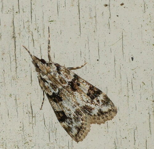 Pied Grey
