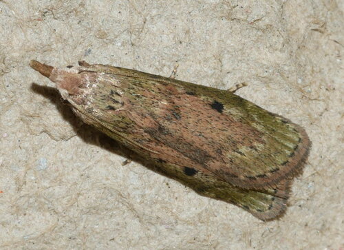 Bee Moth
