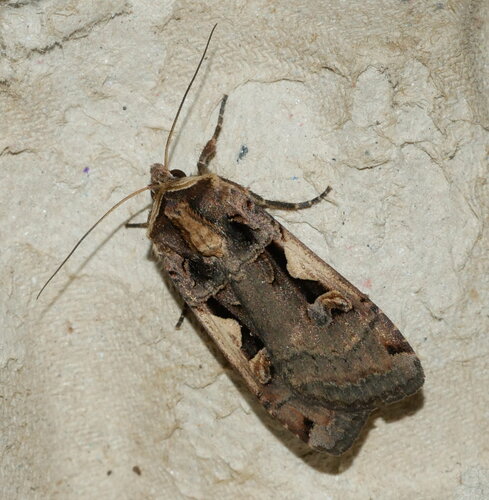 Setaceous Hebrew Character