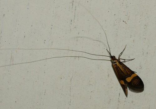 Yellow-barred Longhorn