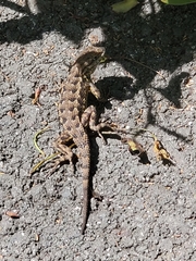 Sceloporus occidentalis