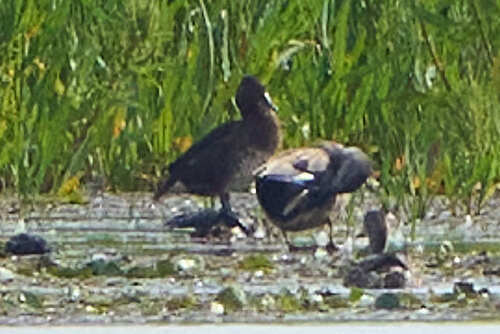 Ferruginous Duck