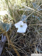 Convolvulus hermanniae