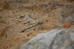 Lestes stultus