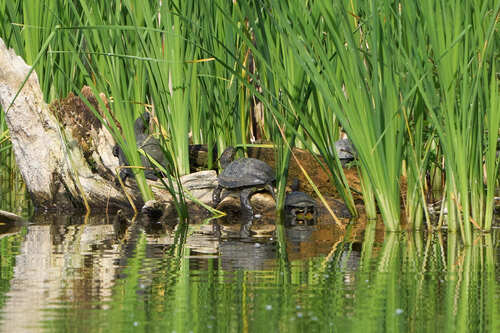 European Pond Turtle