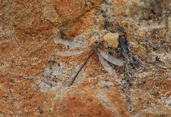 Lestes stultus