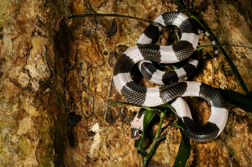 Malayan Krait