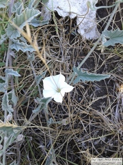 Convolvulus hermanniae