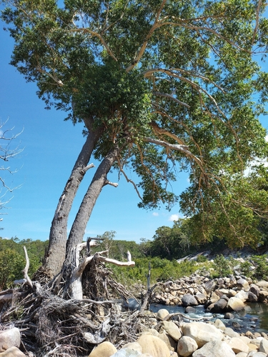 Eucalyptus cloeziana observed 2026-05-29