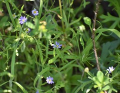 Chaetopappa bellidifolia