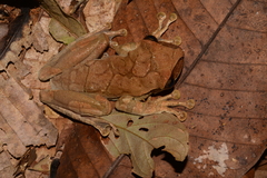 Osteocephalus planiceps