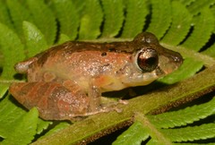 Pristimantis luscombei