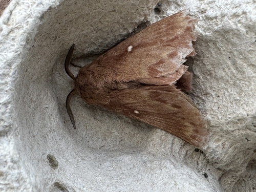 Pine-tree Lappet