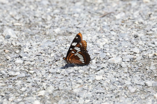 Lorquin's Admiral