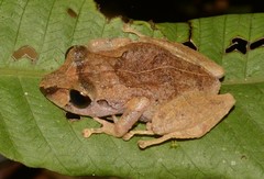 Pristimantis martiae