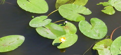 Nuphar lutea