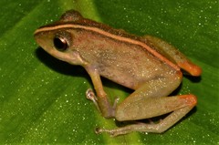 Pristimantis variabilis