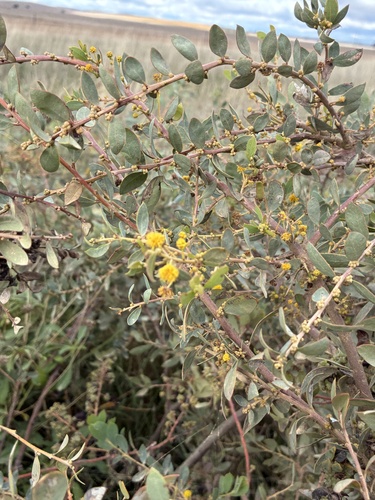 Round-leaf Wattle