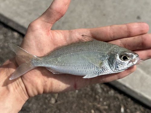 Slanke mojarra (Eucinostomus jonesii) — Gerreidae — 5