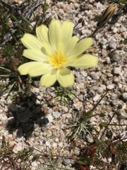 Anisocoma acaulis