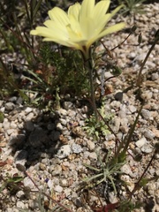 Anisocoma acaulis