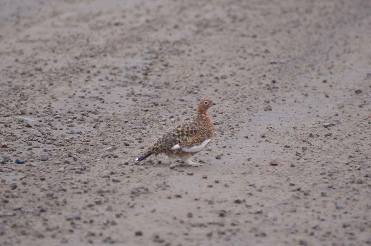 Willow Ptarmigan